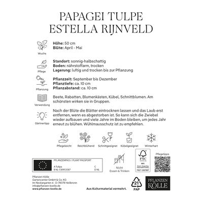 Papageitulpen Estella Rijnveld rot/weiß, 7 Blumenzwiebeln Papageitulpen Estella Rijnveld rot/weiß, 7 Blumenzwiebeln
