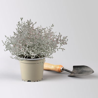 Calocephalus, winterweiß, rot geglittert, Topf-Ø 12 cm, 6 Pflanzen