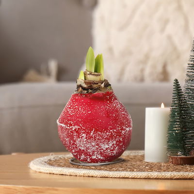 Amaryllis in Wachs XL, Dekor 'Red Mix' Farbe zufällig, Blüte rot