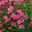 Zwergrose Lilly Rose™ 