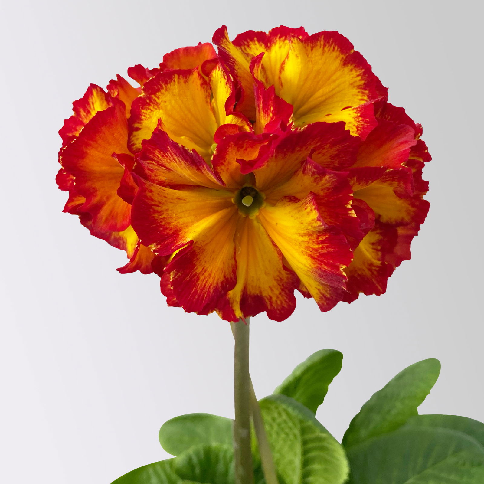 Hohe Schlüsselblume 'Inara® Fire', rot-gelb, Topf-Ø 13 cm, 6 Pflanzen Hohe Schlüsselblume 'Inara® Fire', rot-gelb, Topf-Ø 13 cm, 6 Pflanzen