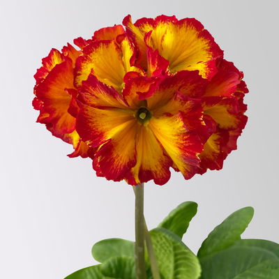 Hohe Schlüsselblume 'Inara® Fire', rot-gelb, Topf-Ø 13 cm, 6 Pflanzen Hohe Schlüsselblume 'Inara® Fire', rot-gelb, Topf-Ø 13 cm, 6 Pflanzen