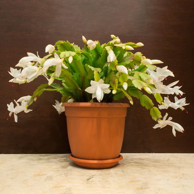 Weihnachtskaktus, weiß, mit Übertopf Dallas anthrazit, Topf-Ø 12 cm, 2 Pflanzen