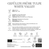 Tulpen 'White Valley', gefüllt, Weiß, 7 Blumenzwiebeln, Größe 11/12