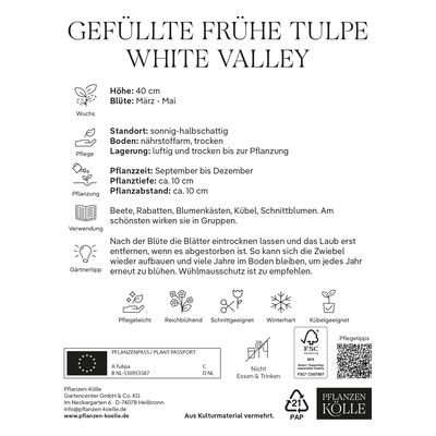 Tulpen 'White Valley', gefüllt, Weiß, 7 Blumenzwiebeln, Größe 11/12