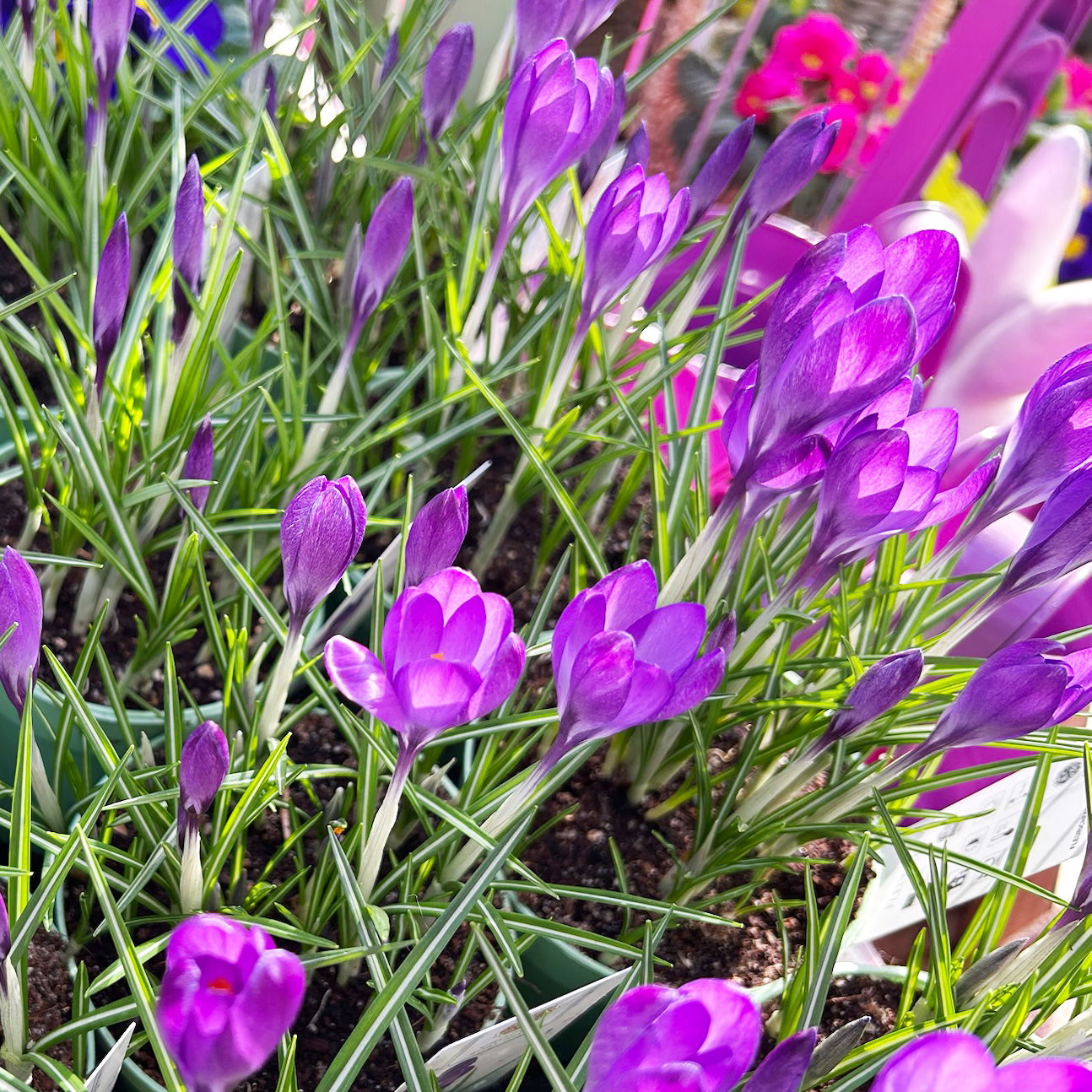 Wild Krokus 'Ruby Giant' blau-lila, vorgetrieben Topf-Ø 10,5 cm, 6 Pflanzen