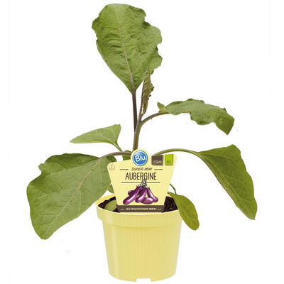 Blu Bio Aubergine 'Aubergine Super Mini F1',  Topf-Ø 12 cm, 6er-Set