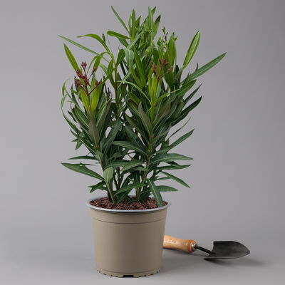 Oleander 'Trio' mehrfarbig, Topf-Ø 18 cm, Höhe ca. 50cm