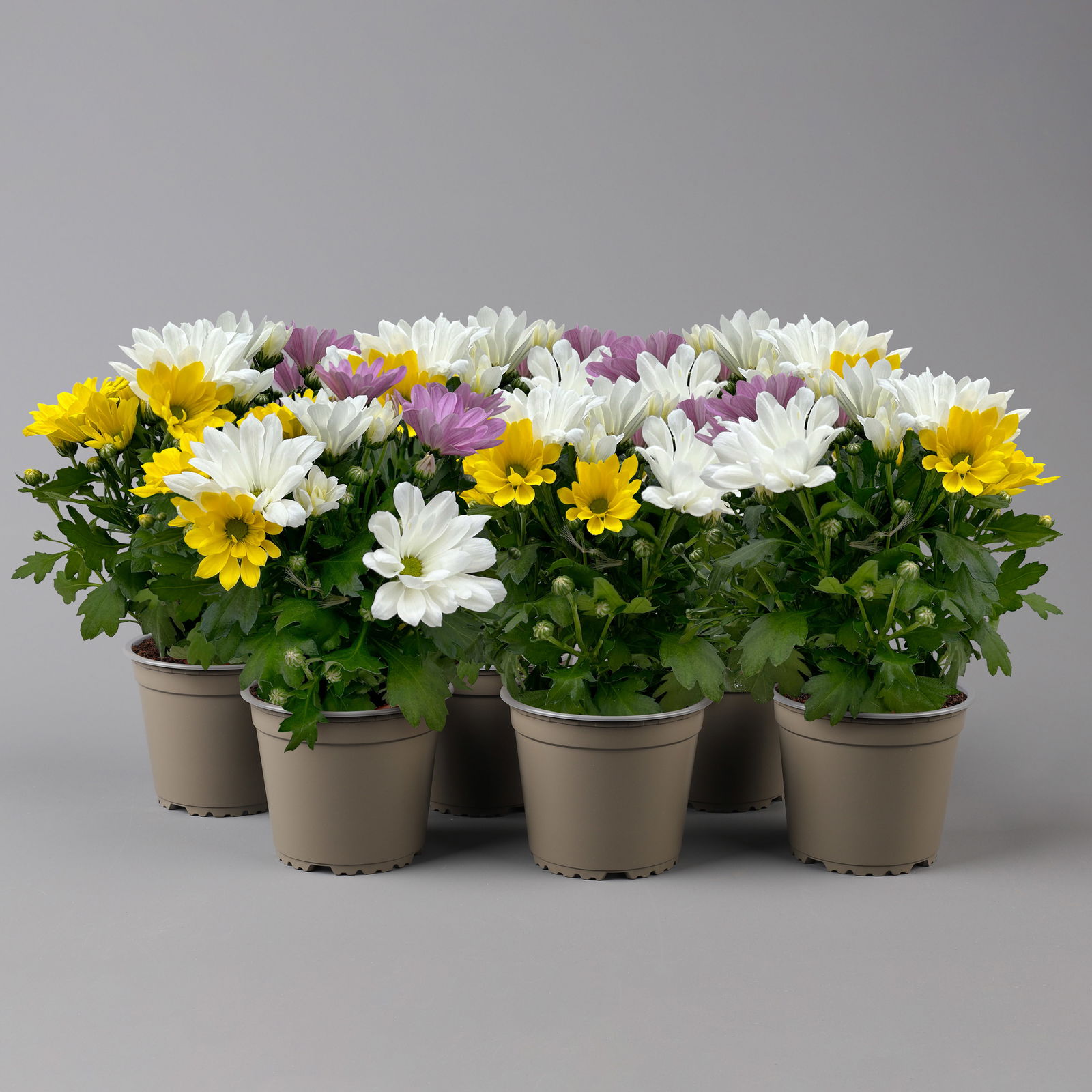 Chrysanthemen 'Trio' weiß-gelb-rosa, Topf-Ø 12 cm, 6er-Set