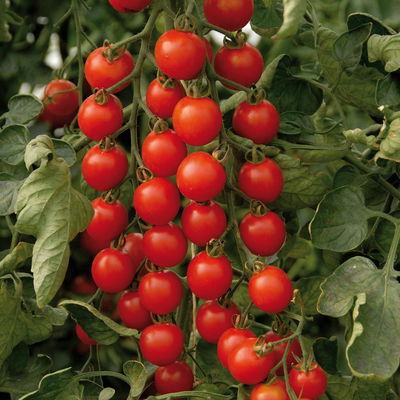 Blu Bio Cherrytomatenpflanze 'Pepe F1', Topf-Ø 12 cm, 3er-Set