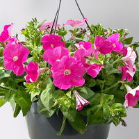 Petunie, magenta, hängend, Ampeltopf-Ø 25/27 cm