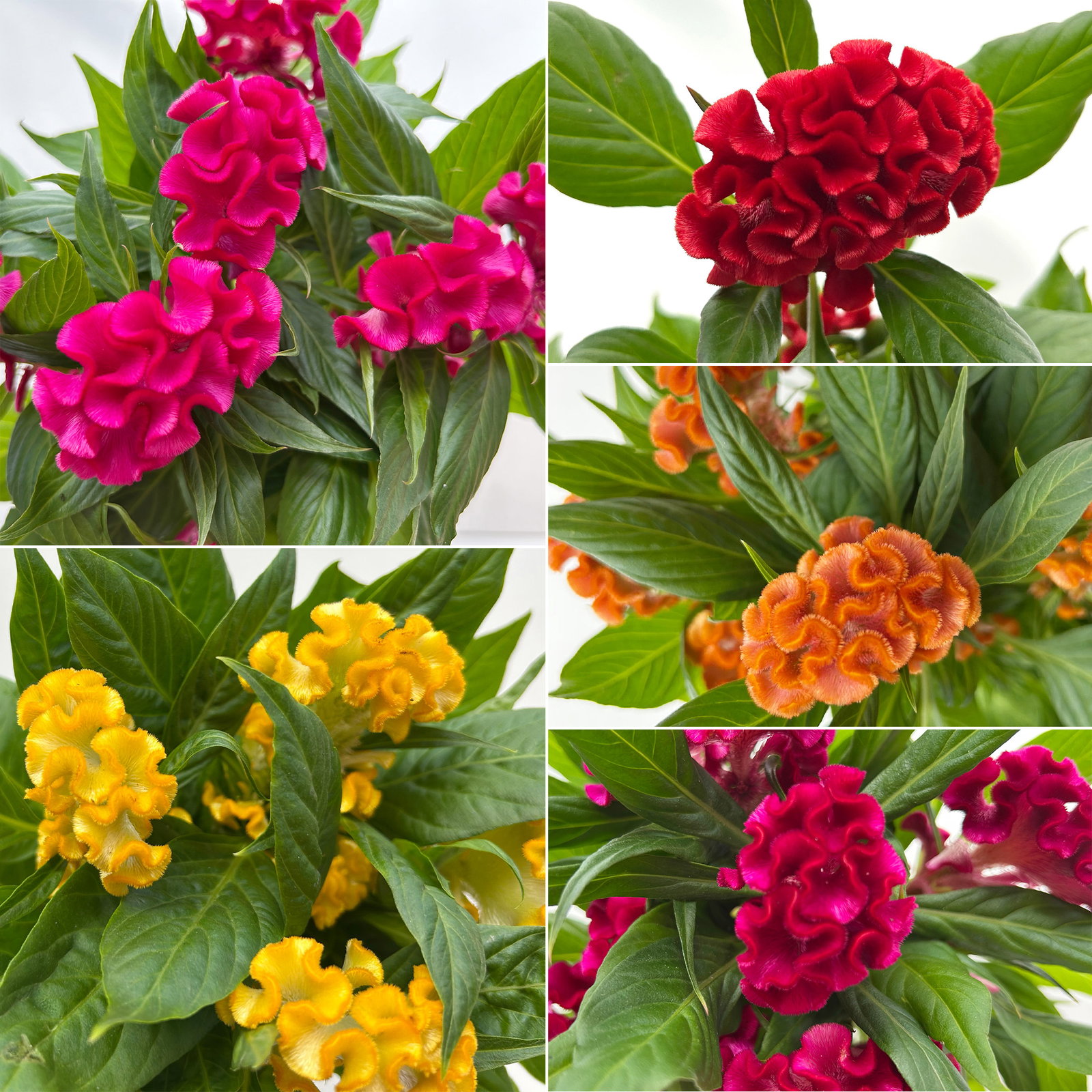 Celosia 'Tasty Twist Mix', Farben zufällig, Topf-Ø 12 cm, 6 Pflanzen Celosia 'Tasty Twist Mix', Farben zufällig, Topf-Ø 12 cm, 6 Pflanzen