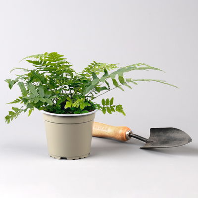 Freilandfarne Mix, Sorte zufällig, Topf-Ø 12 cm, 6er-Set Freilandfarne Mix, Sorte zufällig, Topf-Ø 12 cm, 6er-Set