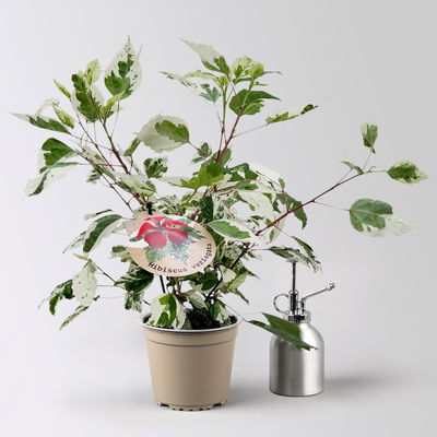 Hibiskus 'Variegata' rot, Topf-Ø 13 cm, Höhe ca. 25 cm, 2 Pflanzen