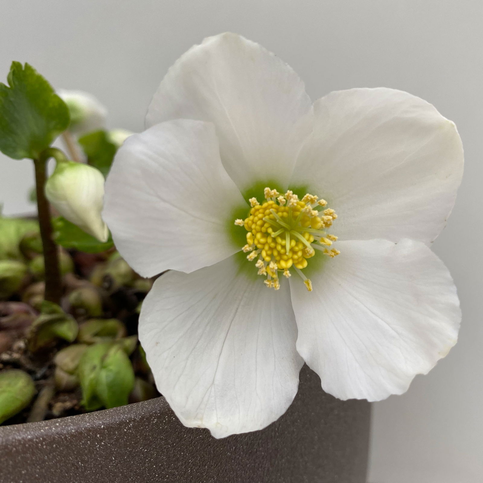 Christrose 'Verboom Beauty', weiß, Topf-Ø 12 cm