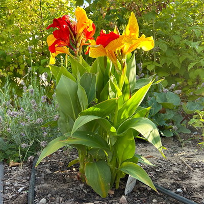 Canna 'Cleopatra', gelb-rot, Topf-Ø 17 cm, 2 Pflanzen Canna 'Cleopatra', gelb-rot, Topf-Ø 17 cm, 2 Pflanzen
