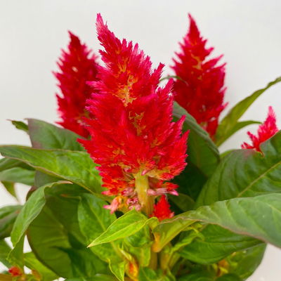 Celosia 'Kelos Fire Red' rot, Topf-Ø 12 cm, 6 Stück