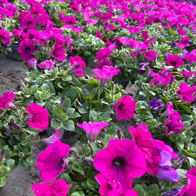 Petunie, fuchsia, hängend, Topf-Ø 13 cm, 6 Pflanzen