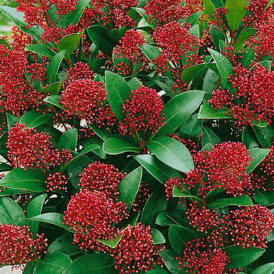 Blütenskimmie ‘Rubella’, Skimmia japonica, rot, 4er Set, Topf 10,5 cm Ø Blütenskimmie ‘Rubella’, Skimmia japonica, rot, 4er Set, Topf 10,5 cm Ø
