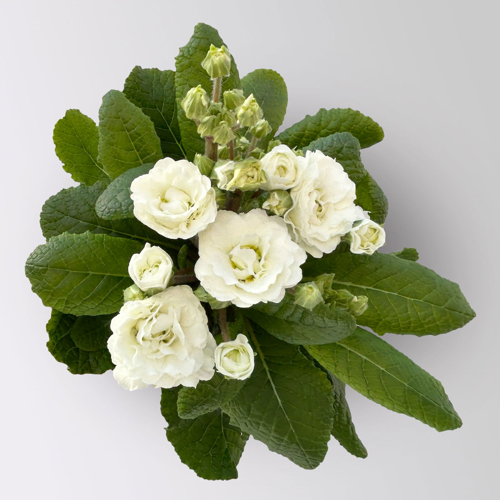 Primel 'Pollyanna Frosty White', weiß, Topf-Ø 13 cm, 6 Pflanzen