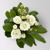 Primel 'Pollyanna Frosty White', weiß, Topf-Ø 13 cm, 6 Pflanzen