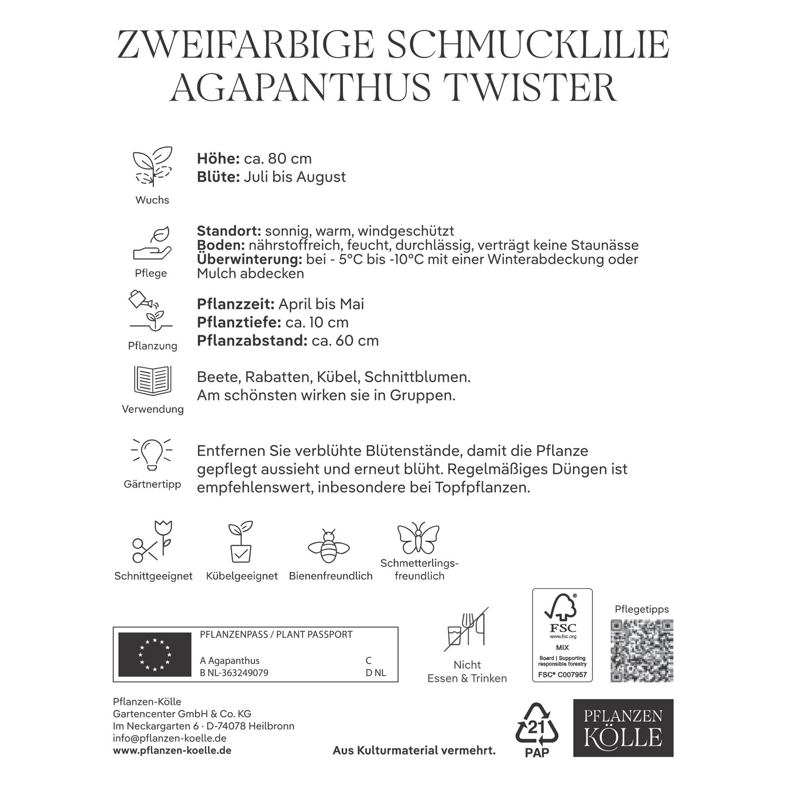 Kölles Beste Agapanthus Twister, blau & weiß, 1 Blumenknolle