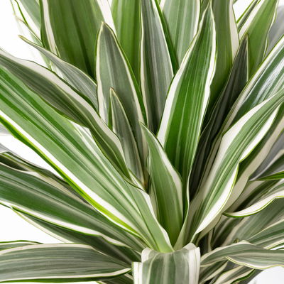 Duftender Drachenbaum 'White Stripe', Topf-Ø 21 cm, Höhe ca. 120 cm