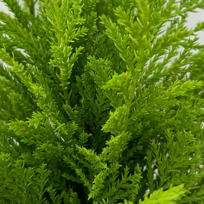 Gelbgrüne Kegelzypresse 'Ellwood's Empire', Topf-Ø 9 cm, 8 Pflanzen Gelbgrüne Kegelzypresse 'Ellwood's Empire', Topf-Ø 9 cm, 8 Pflanzen