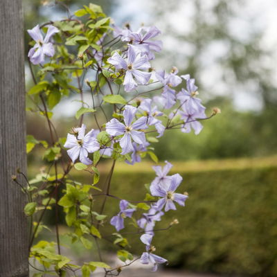 Italienische Waldrebe 'Prince Charles', 2er-Set, hellviolett, Topf 2 Liter Italienische Waldrebe 'Prince Charles', 2er-Set, hellviolett, Topf 2 Liter