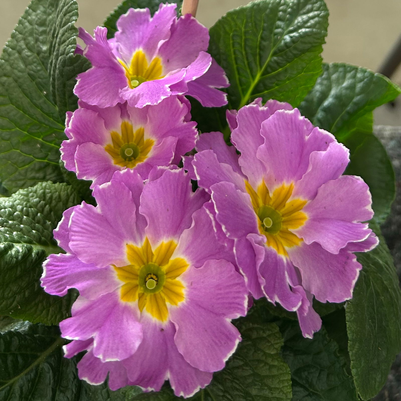 Primel, flieder, Topf-Ø 11 cm, 8 Pflanzen Primel, flieder, Topf-Ø 11 cm, 8 Pflanzen