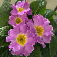 Primel, flieder, Topf-Ø 11 cm, 8 Pflanzen Primel, flieder, Topf-Ø 11 cm, 8 Pflanzen