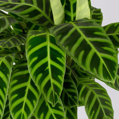 Korbmarante, Goeppertia zebrina mit Dekokorb Osaka, Topf-Ø 19 cm, Höhe ca. 65 cm Korbmarante, Goeppertia zebrina mit Dekokorb Osaka, Topf-Ø 19 cm, Höhe ca. 65 cm