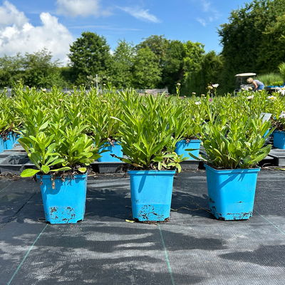 Bio Margerite 'Polaris' weiß, Topf 11x11 cm, 3 Pflanzen