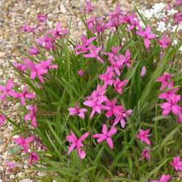 Rhodohypoxis Rhodohypoxis