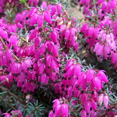 Winterheide, rot, Topf-Ø 13 cm, 6 Pflanzen