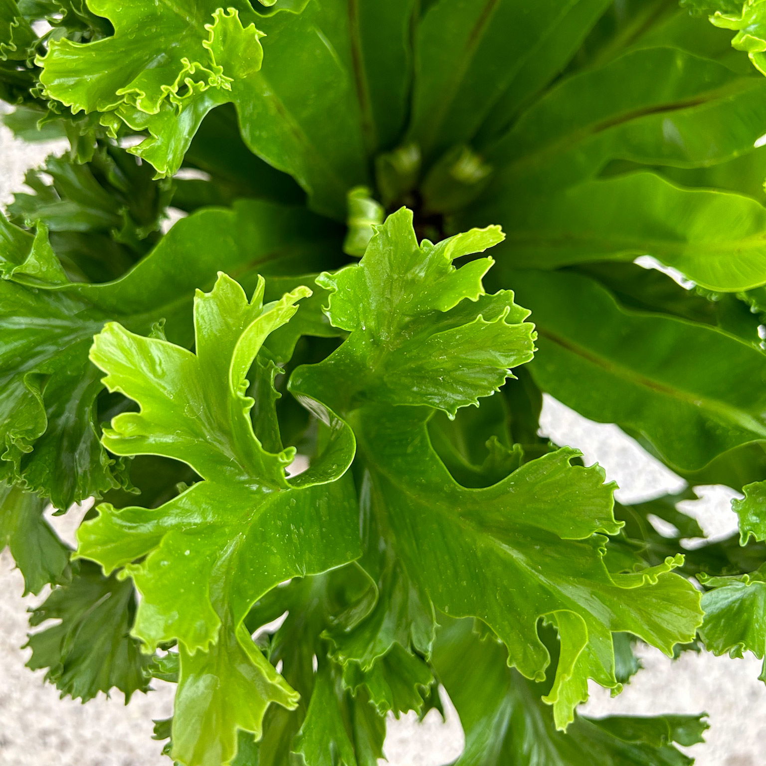 Nestfarn 'Leslie', Topf-Ø 17 cm, Höhe ca. 45 cm, inkl. Keramikübertopf Byron