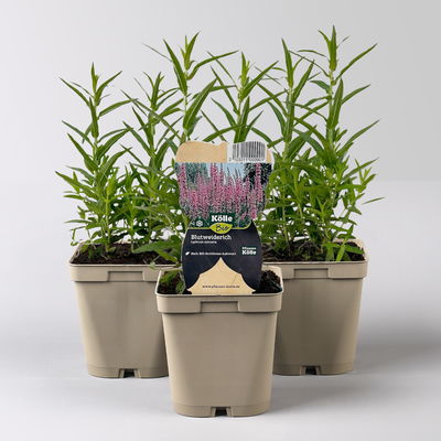 Bio Blut-Weiderich, violett, Topf 11x11 cm, 3 Pflanzen Bio Blut-Weiderich, violett, Topf 11x11 cm, 3 Pflanzen