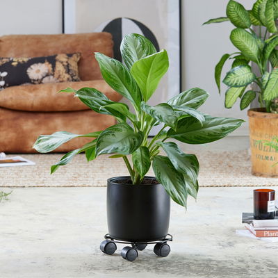 Wagner Multi-Roller 'GH0942', schwarz, ca. Ø 23 cm Wagner Multi-Roller 'GH0942', schwarz, ca. Ø 23 cm