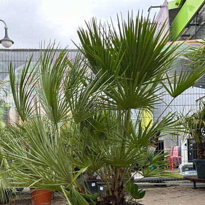 Chamaerops humilis, Multistamm, Topf 45 Liter, Höhe ca. 150-175 cm