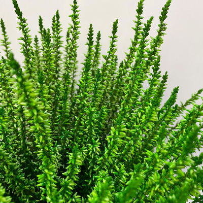 Knospenheide'Picasso', grün gefärbt, Topf-Ø 12 cm, 6 Pflanzen Knospenheide'Picasso', grün gefärbt, Topf-Ø 12 cm, 6 Pflanzen