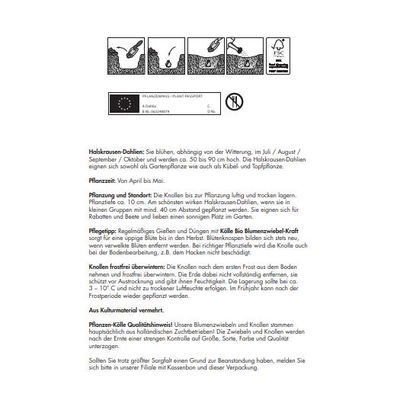 Kölles Beste Blumenknollen Halskrausen-Dahlie 'Mary Evelyn' Kölles Beste Blumenknollen Halskrausen-Dahlie 'Mary Evelyn'