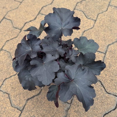 Bio Purpurglöckchen 'Obsidian®', schwarz, Topf-Ø 12 cm, 3 Pflanzen Bio Purpurglöckchen 'Obsidian®', schwarz, Topf-Ø 12 cm, 3 Pflanzen