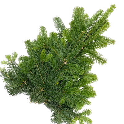 Nordmanntannen-Zweige im Handbund, Länge 60 - 80 cm, ca. 1 kg, 4 Bund Nordmanntannen-Zweige im Handbund, Länge 60 - 80 cm, ca. 1 kg, 4 Bund