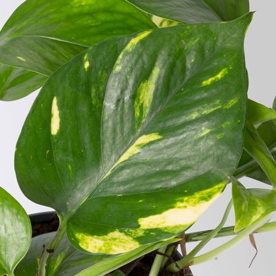 Grünpflanzenkreation  Grünpflanzenkreation