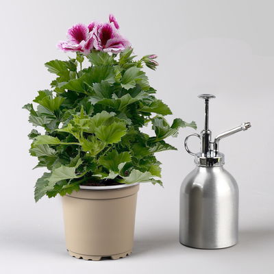 Edelgeranie Bella Donna® 'Don Timo®',  lila-rosa, Topf-Ø 12 cm, 6 Pflanzen