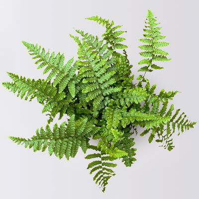 Pflanzenkreation Gartenmagie, groß, 7 Pflanzen inkl. Erde und Dünger Pflanzenkreation Gartenmagie, groß, 7 Pflanzen inkl. Erde und Dünger