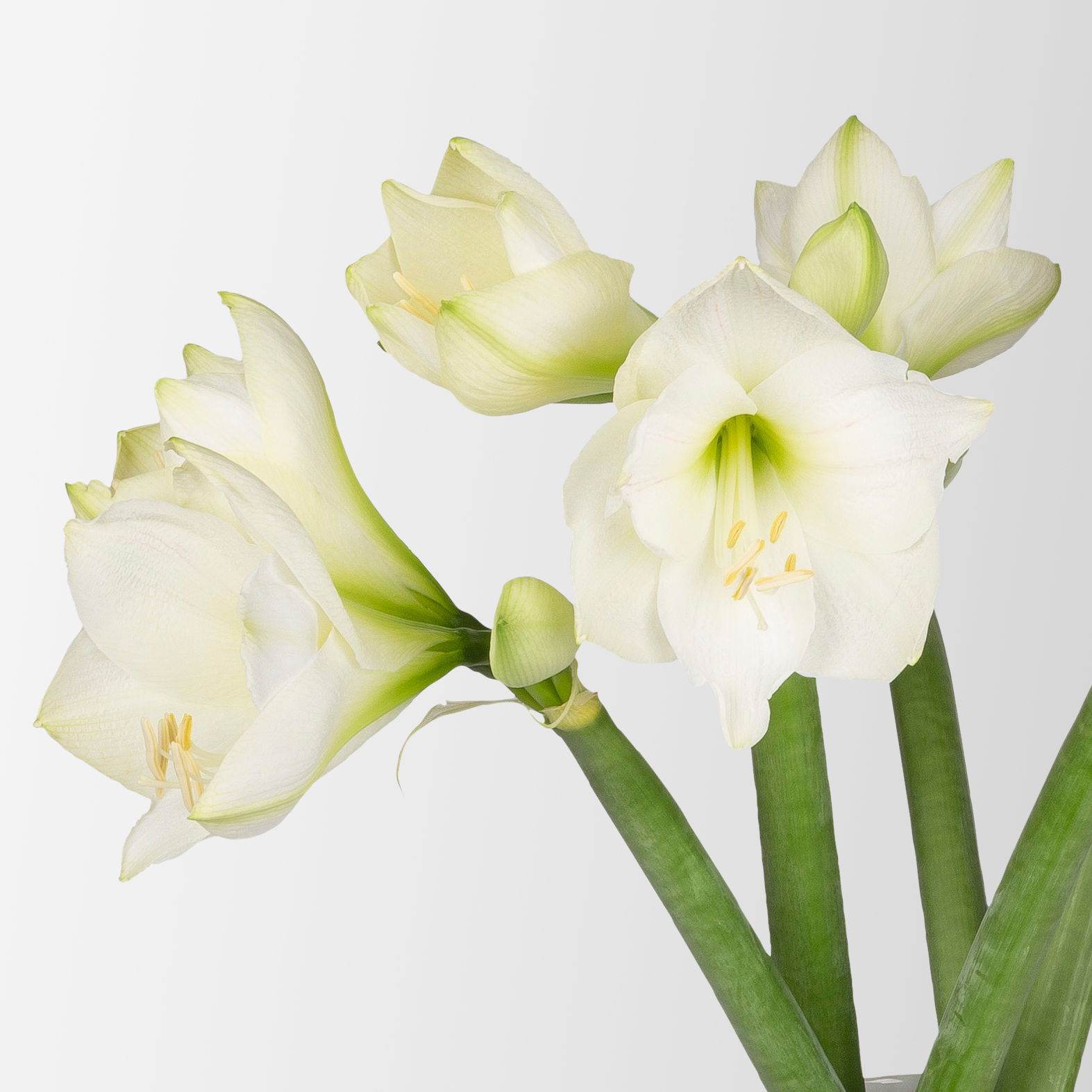 5 weiße Amaryllis 'White Sensation'