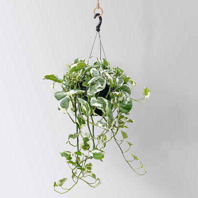 Efeutute 'N'Joy', grün-weiß, Ampeltopf-Ø 17, Höhe ca. 25 cm