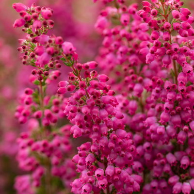 Glockenheide 'Beauty Queens®' rosa-rot, Farbe variiert, Topf-Ø 12 cm, 6 Pflanzen