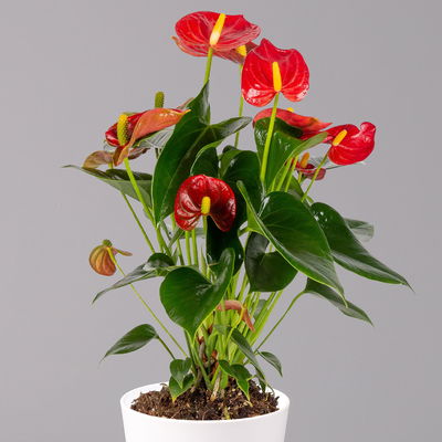 Flamingoblumen, rot, inkl. Übertopf Dallas weiß, Topf-Ø 12 cm, 2 Pflanzen Flamingoblumen, rot, inkl. Übertopf Dallas weiß, Topf-Ø 12 cm, 2 Pflanzen